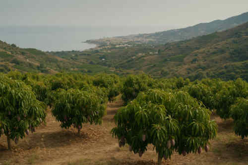 Drehort Mango: Mangoplantagen bei Malaga